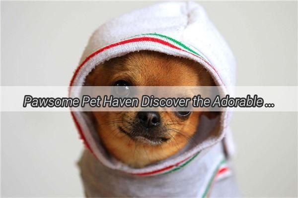 Pawsome Pet Haven Discover the Adorable Names of Ningbos Doggy Shops